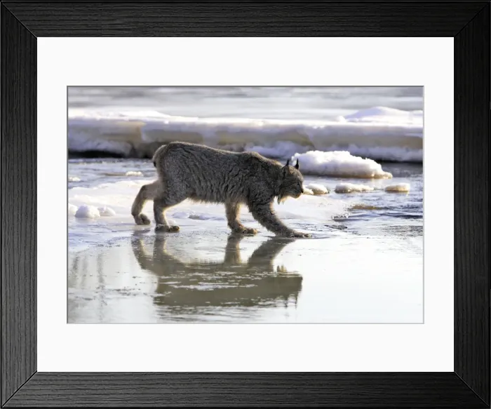 Framed Print : Canadian Lynx Minnesota USA