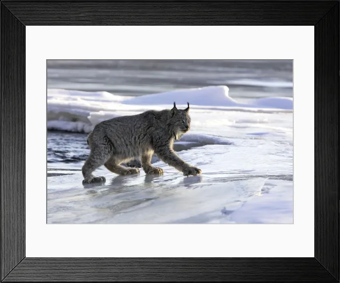 Framed Print : Canadian Lynx Minnesota USA Framed Print : Canadian Lynx Minnesota USA