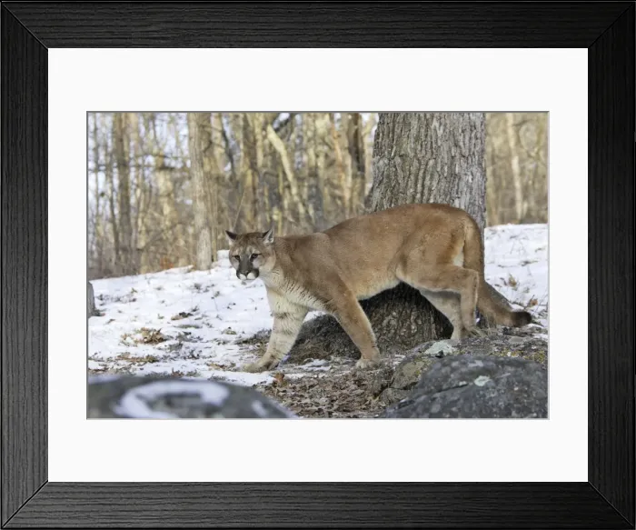 Framed Print : Puma / Cougar / Mountain Lion Minnesota USA Framed Print : Puma / Cougar / Mountain Lion Minnesota USA