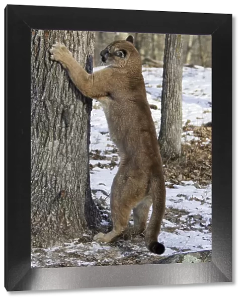 Puma  /  Cougar  /  Mountain Lion - sharpening claws on tree trunk Minnesota USA