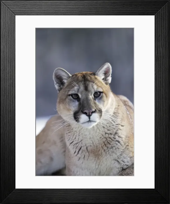 Framed Print : Puma / Cougar / Mountain Lion Minnesota USA Framed Print : Puma / Cougar / Mountain Lion Minnesota USA