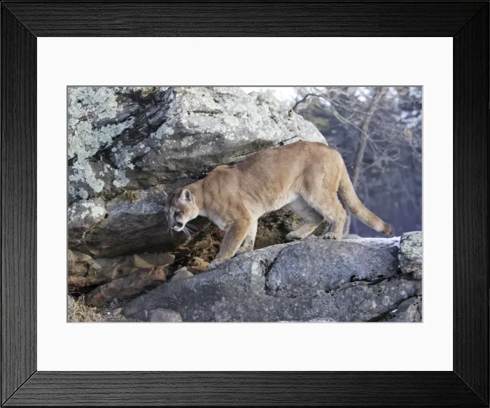 Framed Print : Puma / Cougar / Mountain Lion Minnesota USA Framed Print : Puma / Cougar / Mountain Lion Minnesota USA