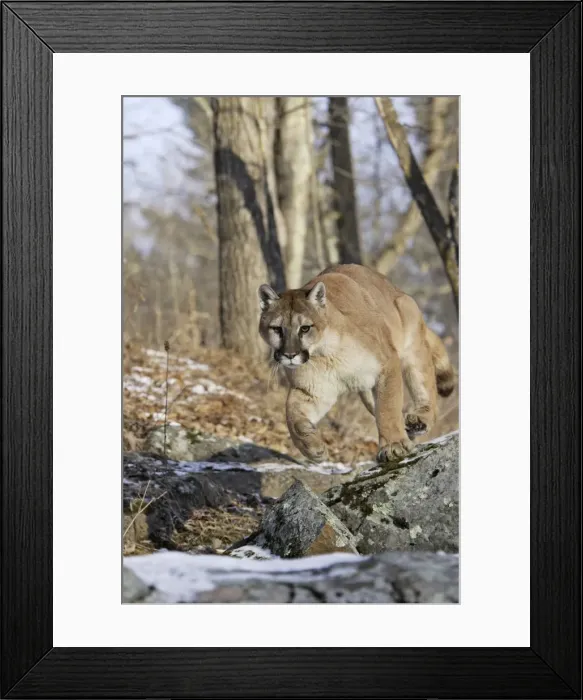 Framed Print : Puma / Cougar / Mountain Lion Minnesota USA Framed Print : Puma / Cougar / Mountain Lion Minnesota USA