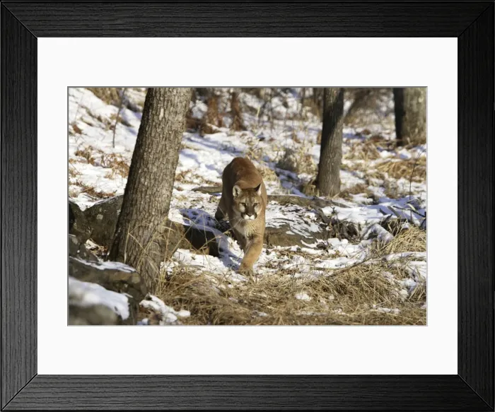 Framed Print : Puma / Cougar / Mountain Lion Minnesota USA Framed Print : Puma / Cougar / Mountain Lion Minnesota USA