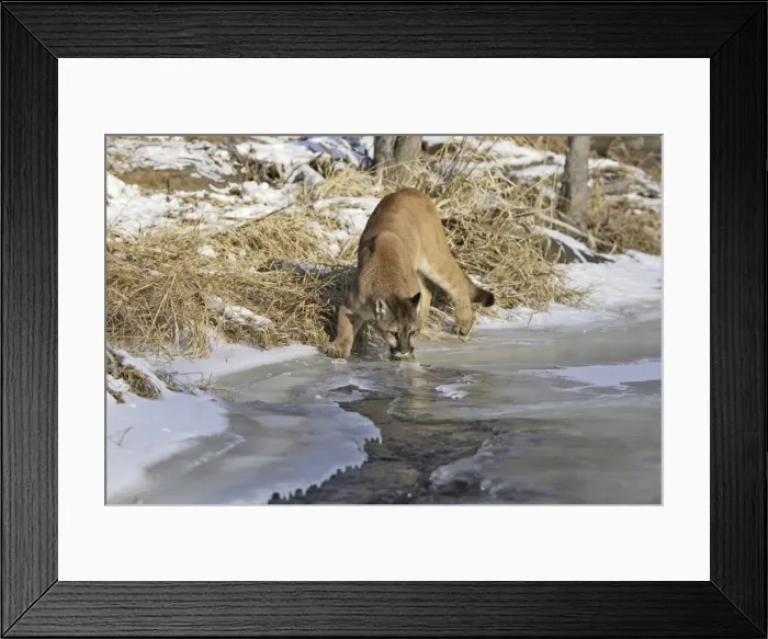 Framed Print : Puma / Cougar / Mountain Lion Minnesota USA Framed Print : Puma / Cougar / Mountain Lion Minnesota USA