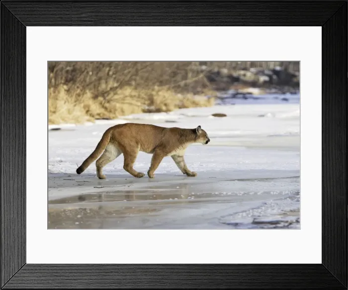 Framed Print : Puma / Cougar / Mountain Lion Minnesota USA Framed Print : Puma / Cougar / Mountain Lion Minnesota USA