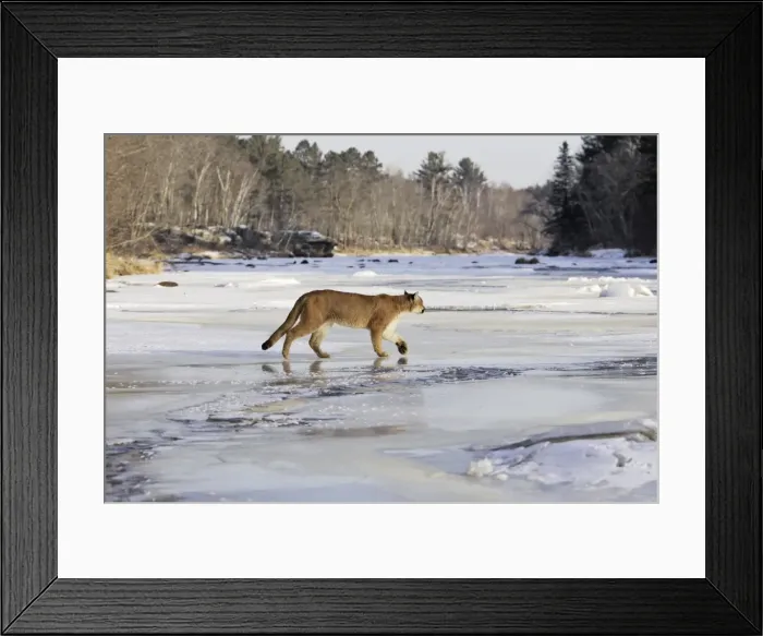 Framed Print : Puma / Cougar / Mountain Lion Minnesota USA Framed Print : Puma / Cougar / Mountain Lion Minnesota USA