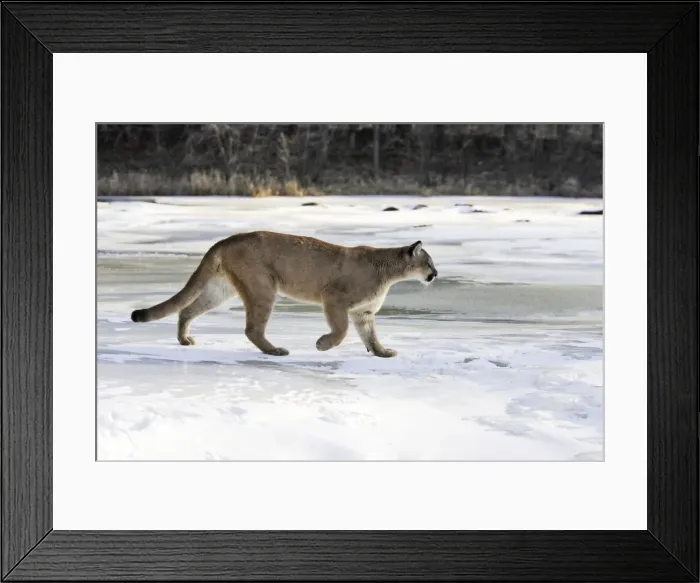 Framed Print : Puma / Cougar / Mountain Lion Minnesota USA Framed Print : Puma / Cougar / Mountain Lion Minnesota USA