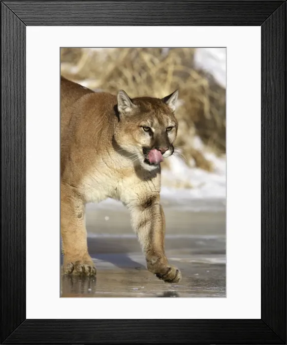 Framed Print : Puma  /  Cougar  /  Mountain Lion Minnesota USA