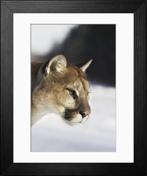 Framed Print : Puma / Cougar / Mountain Lion Minnesota USA Framed Print : Puma / Cougar / Mountain Lion Minnesota USA