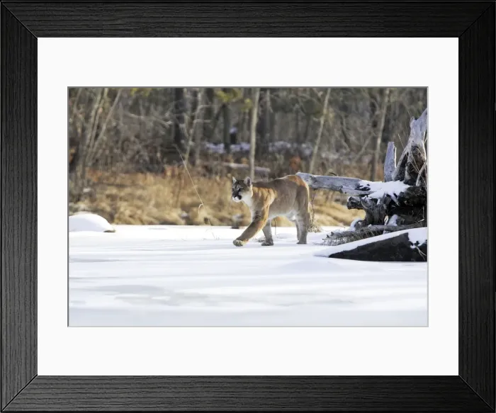 Framed Print : Puma / Cougar / Mountain Lion Minnesota USA Framed Print : Puma / Cougar / Mountain Lion Minnesota USA
