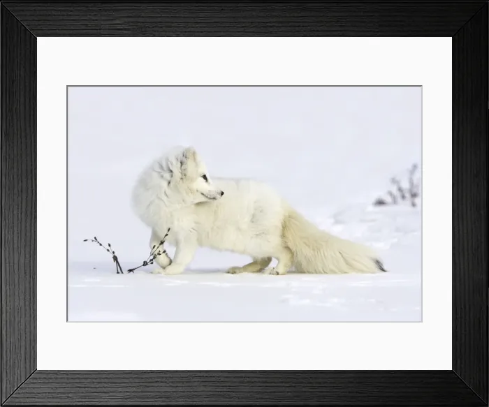 Framed Print : Arctic Fox Minnesota USA Framed Print : Arctic Fox Minnesota USA