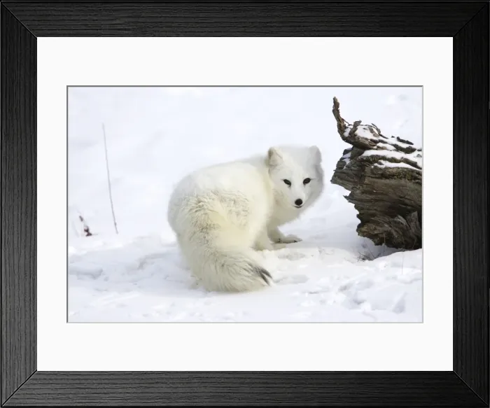 Framed Print : Arctic Fox Minnesota USA Framed Print : Arctic Fox Minnesota USA