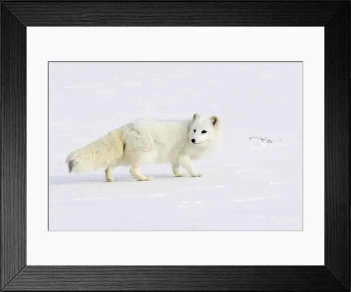 Framed Print : Arctic Fox Minnesota USA Framed Print : Arctic Fox Minnesota USA