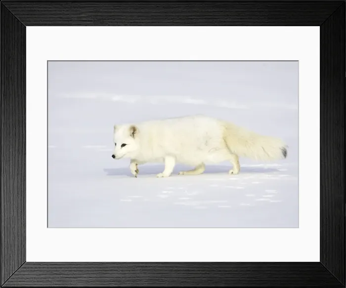 Framed Print : Arctic Fox Minnesota USA Framed Print : Arctic Fox Minnesota USA