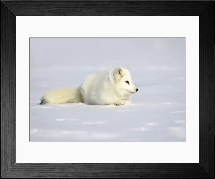 Framed Print : Arctic Fox Minnesota USA
