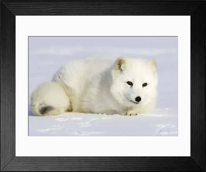 Framed Print : Arctic Fox Minnesota USA Framed Print : Arctic Fox Minnesota USA