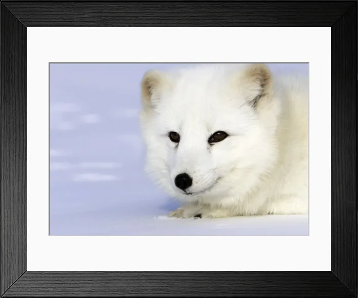 Framed Print : Arctic Fox Minnesota USA Framed Print : Arctic Fox Minnesota USA