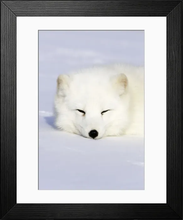 Framed Print : Arctic Fox Minnesota USA Framed Print : Arctic Fox Minnesota USA