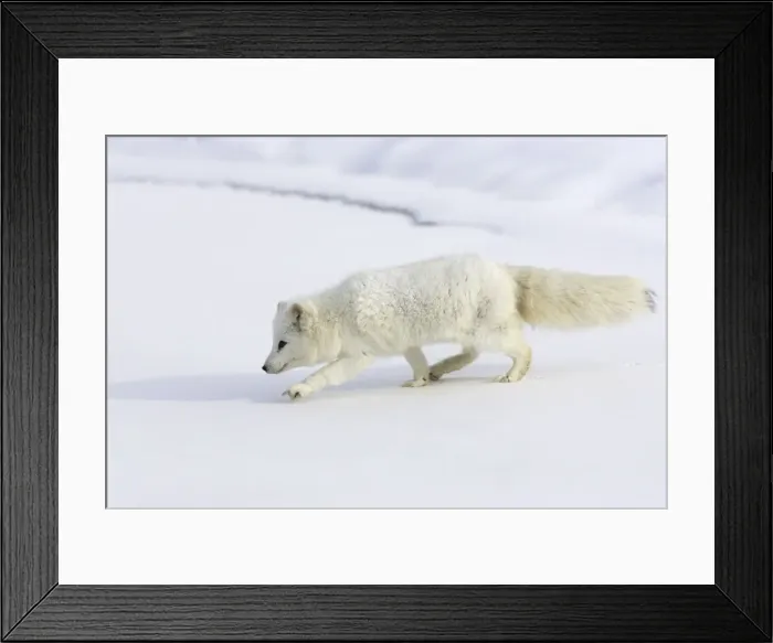 Framed Print : Arctic Fox Minnesota USA Framed Print : Arctic Fox Minnesota USA