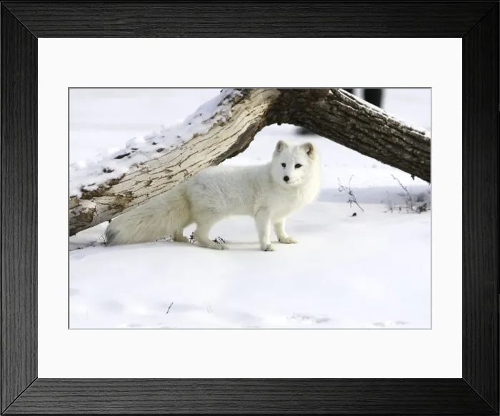 Framed Print : Arctic Fox Minnesota USA Framed Print : Arctic Fox Minnesota USA