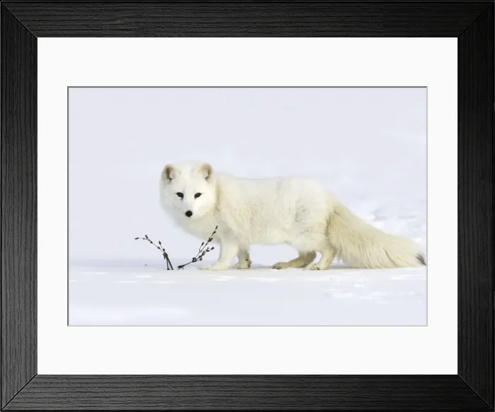 Framed Print : Arctic Fox Minnesota USA Framed Print : Arctic Fox Minnesota USA