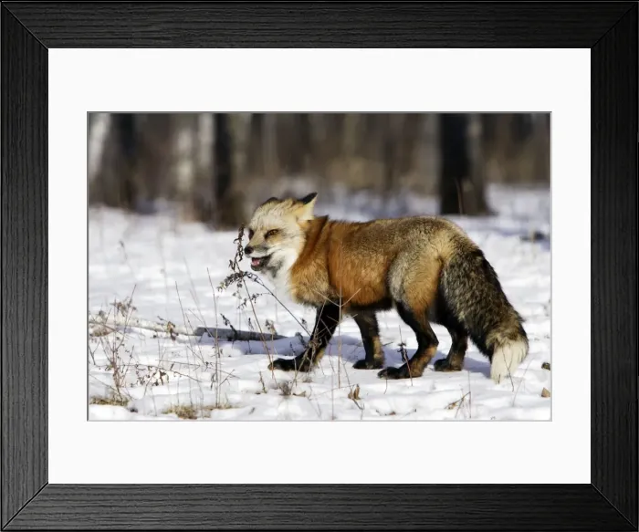 Framed Print : Red Fox - in winter Minnesota USA Framed Print : Red Fox - in winter Minnesota USA