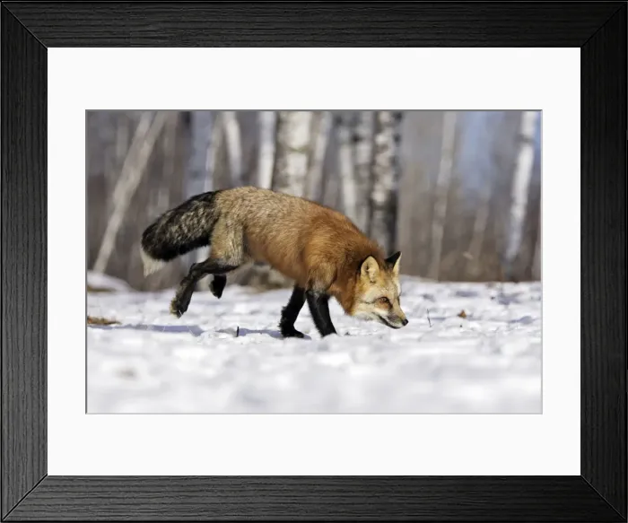 Framed Print : Red Fox - in winter Minnesota USA