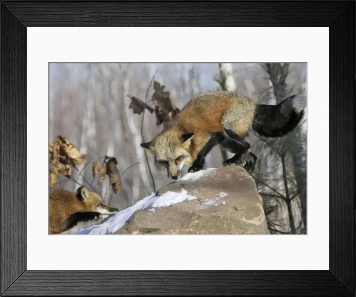 Framed Print : Red Fox - in winter Minnesota USA Framed Print : Red Fox - in winter Minnesota USA