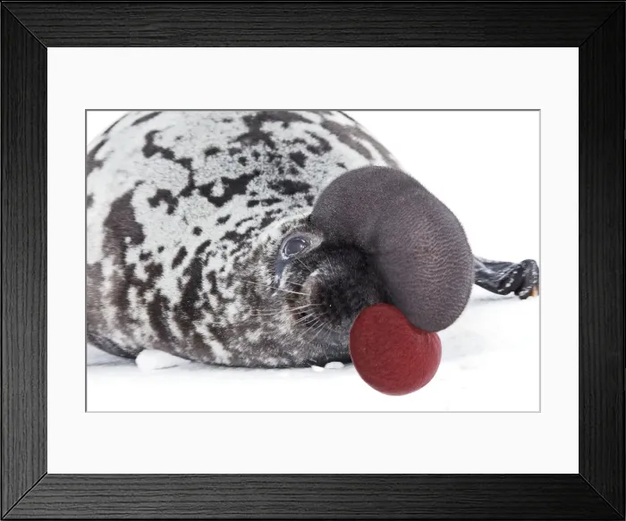 Framed Print : Hooded Seal Magdalen Islands Canada Framed Print : Hooded Seal Magdalen Islands Canada