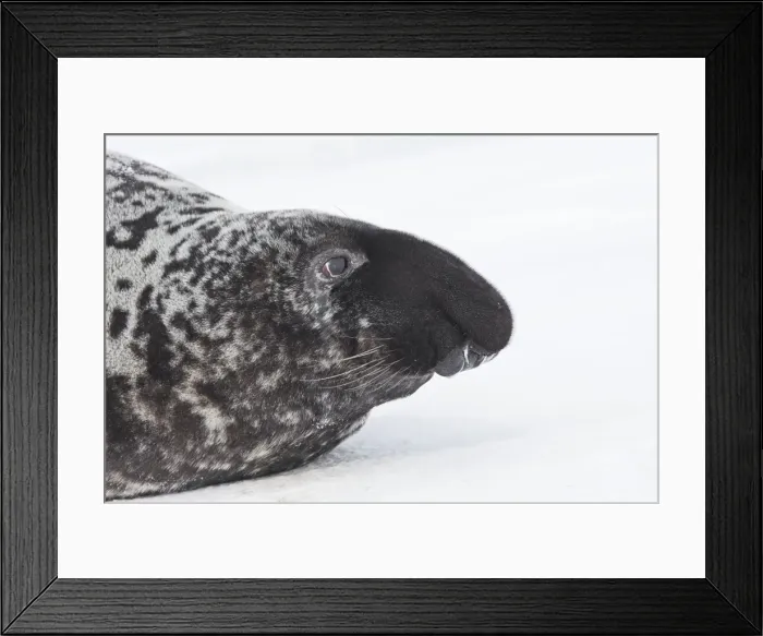 Framed Print : Hooded Seal Magdalen Islands Canada Framed Print : Hooded Seal Magdalen Islands Canada