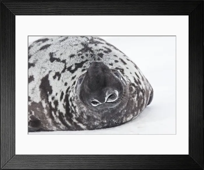 Framed Print : Hooded Seal Magdalen Islands Canada Framed Print : Hooded Seal Magdalen Islands Canada