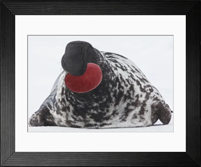 Framed Print : Hooded Seal Magdalen Islands Canada Framed Print : Hooded Seal Magdalen Islands Canada