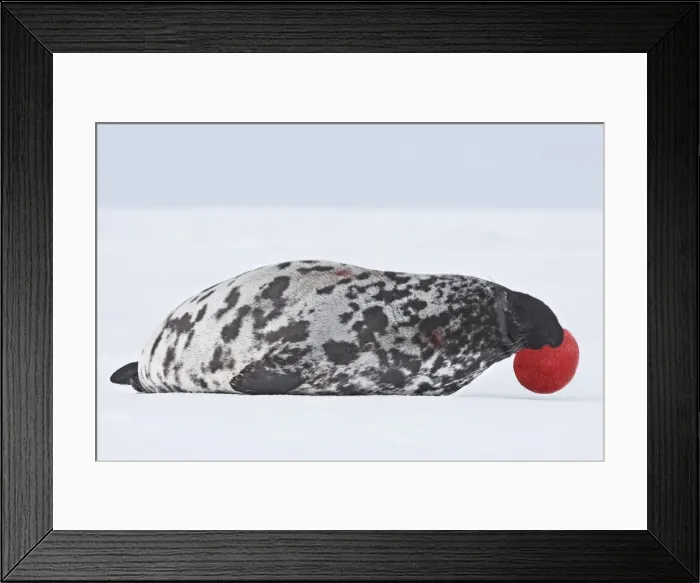 Framed Print : Hooded Seal Magdalen Islands Canada Framed Print : Hooded Seal Magdalen Islands Canada