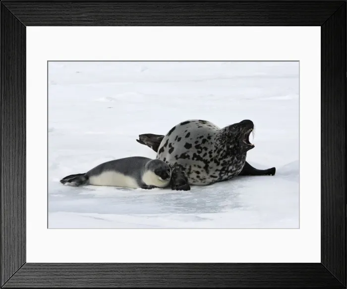 Framed Print : Hooded Seal - mother & young 4 days old Magdalen Islands Canada