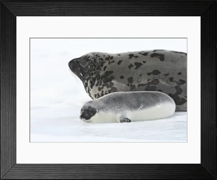 Framed Print : Hooded Seal - mother & young 4 days old Magdalen Islands Canada Framed Print : Hooded Seal - mother & young 4 days old Magdalen Islands Canada