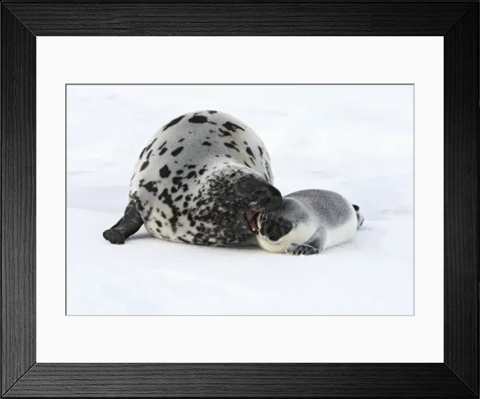 Framed Print : Hooded Seal - mother & young 4 days old Magdalen Islands Canada Framed Print : Hooded Seal - mother & young 4 days old Magdalen Islands Canada