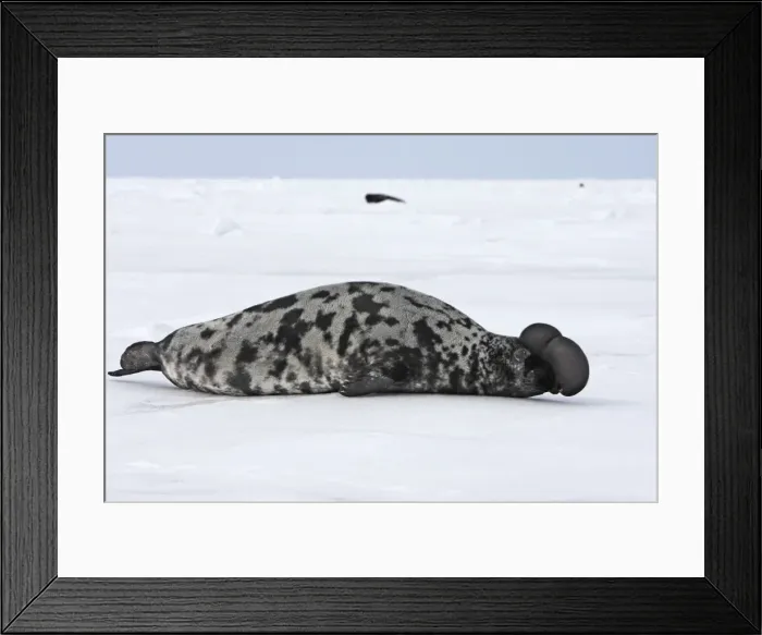 Framed Print : Hooded Seal Magdalen Islands Canada Framed Print : Hooded Seal Magdalen Islands Canada
