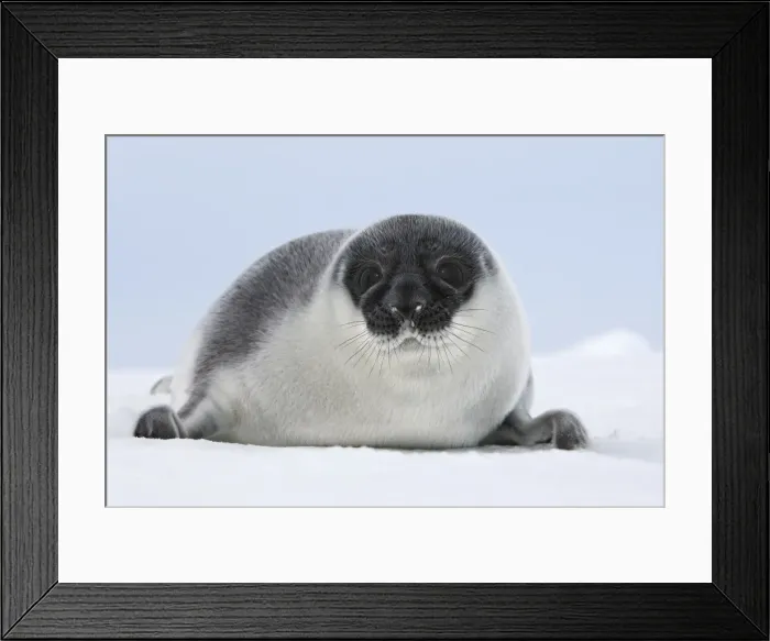 Framed Print : Hooded Seal - young 4 days old Magdalen Islands Canada