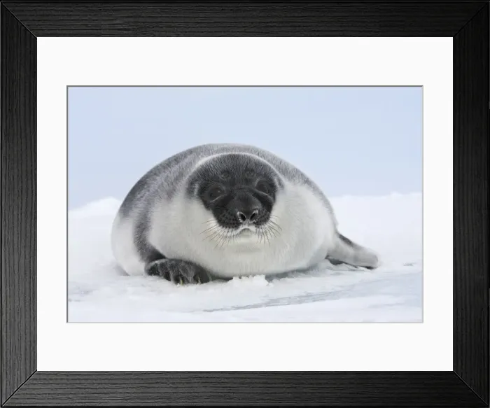 Framed Print : Hooded Seal - young 4 days old Magdalen Islands Canada Framed Print : Hooded Seal - young 4 days old Magdalen Islands Canada