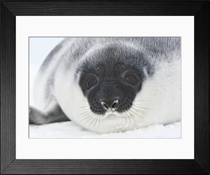 Framed Print : Hooded Seal - young 4 days old Magdalen Islands Canada Framed Print : Hooded Seal - young 4 days old Magdalen Islands Canada