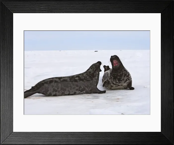 Framed Print : Hooded Seal - male & female Framed Print : Hooded Seal - male & female