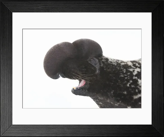 Framed Print : Hooded Seal Magdalen Islands, Quebec, Canada Framed Print : Hooded Seal Magdalen Islands, Quebec, Canada