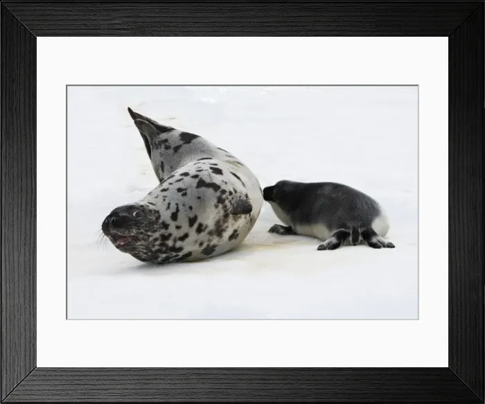 Framed Print : Hooded Seal - female & young, 4 days old Framed Print : Hooded Seal - female & young, 4 days old