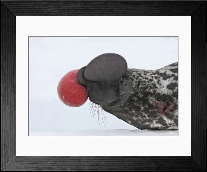Framed Print : Hooded Seal Magdalen Islands Quebec Canada Framed Print : Hooded Seal Magdalen Islands Quebec Canada
