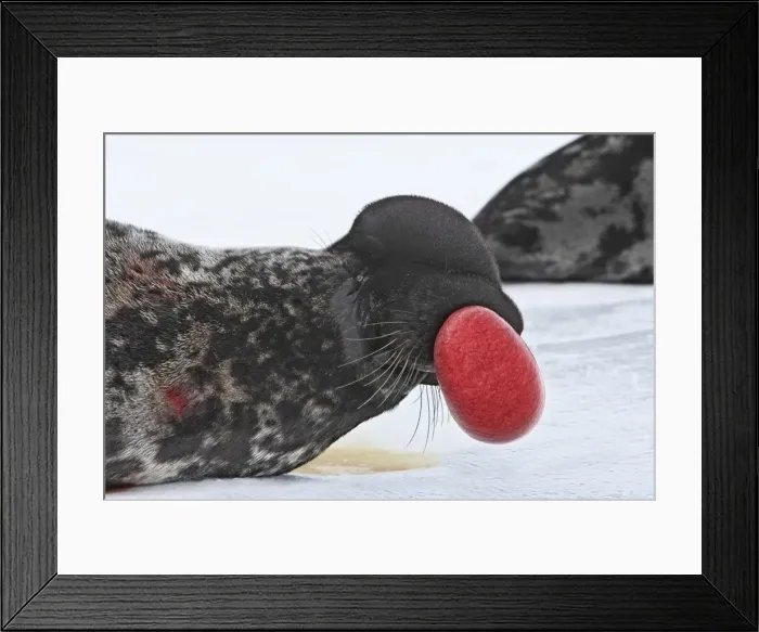 Framed Print : Hooded Seal Magdalen Islands Quebec Canada Framed Print : Hooded Seal Magdalen Islands Quebec Canada