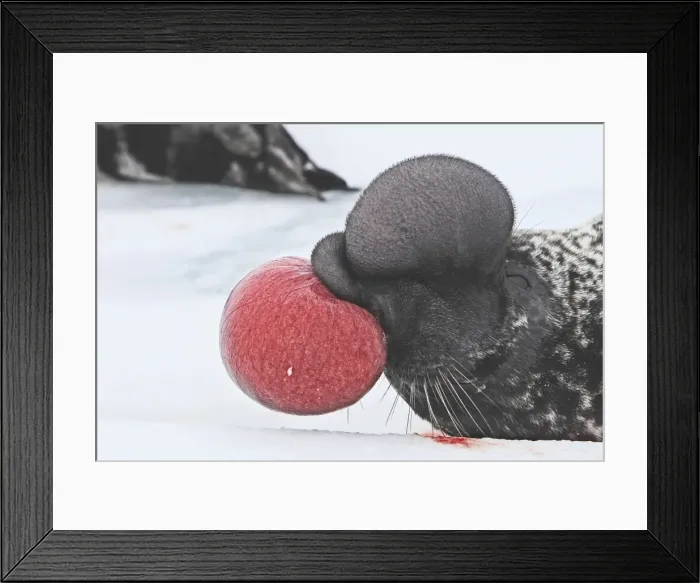 Framed Print : Hooded Seal Magdalen Islands Quebec Canada Framed Print : Hooded Seal Magdalen Islands Quebec Canada