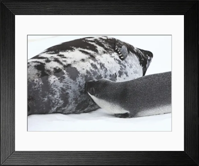 Framed Print : Hooded Seal - mother & 4 day old young suckling. Magdalen Islands Quebec Canada Framed Print : Hooded Seal - mother & 4 day old young suckling. Magdalen Islands Quebec Canada