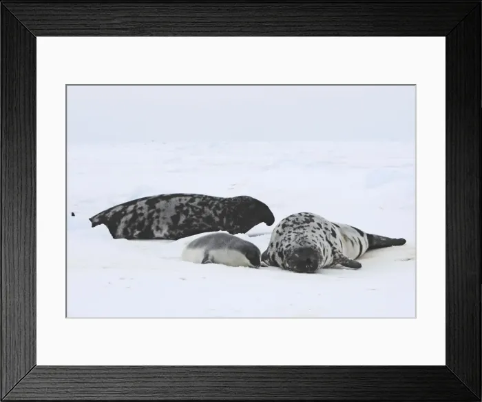 Framed Print : Hooded Seal - male female & 4 day old young Magdalen Islands Quebec Canada Framed Print : Hooded Seal - male female & 4 day old young Magdalen Islands Quebec Canada