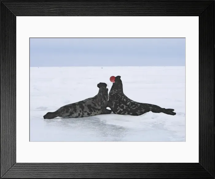 Framed Print : Hooded Seal - males fighting Magdalen Islands Quebec Canada Framed Print : Hooded Seal - males fighting Magdalen Islands Quebec Canada